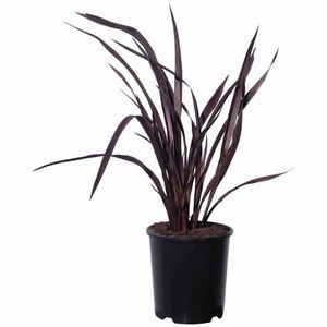 Products: Phormium dark delight 2L