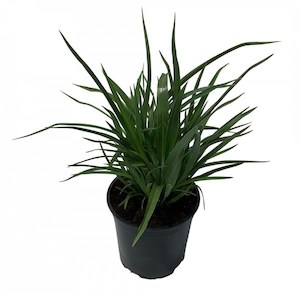 Products: Phormium emerald green 2L