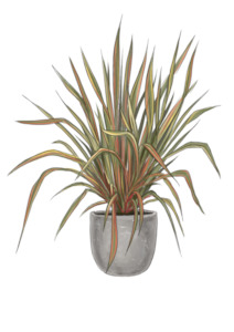 Products: Phormium mixed