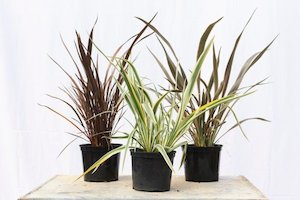 Products: Phormium tenax 2L
