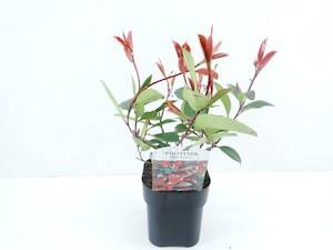 Photinia “red robin” 1L