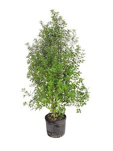 Products: Pittosporum Silver sheen 4L