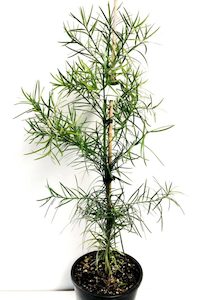 Products: Podocarpus Gracilor 10L