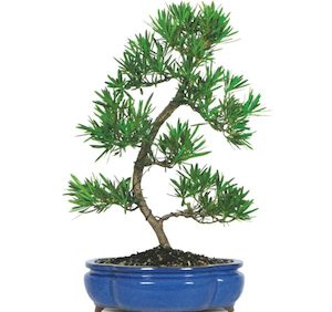 Podocarpus Henkelii 25L