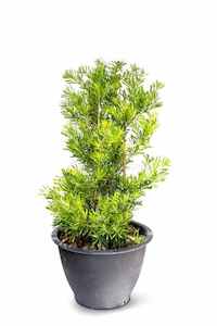 Products: Podocarpus Henkelii 45L