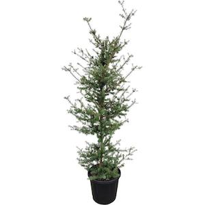 Products: Podocarpus matapouri blue 4L