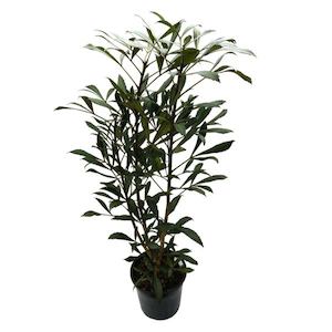 Products: Pseudopanax mixed 4L-8L