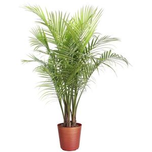 Products: Ravenea rivularis