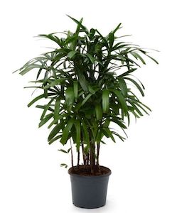 Products: Rhapis excelsa