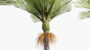 Rhopalostylis sapida 35L (nikau)