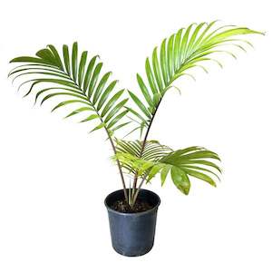 Products: Rhopalostylis sapida 7.5L multi