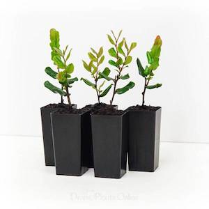 Royena lucida 2L