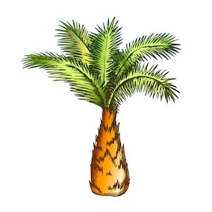 Sabal minor
