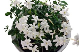 Star jasmine canned 4L