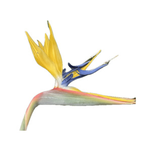 Strelitzia Mandelas gold 15L