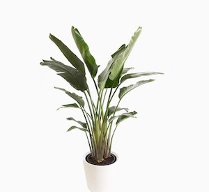 Strelitzia nicolai (1.3 – 1.5m)