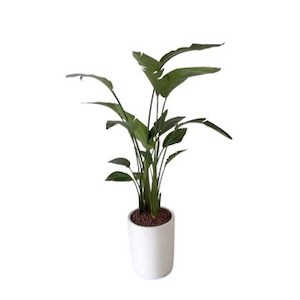 Strelitzia nicolai (1.3 – 1.6m)