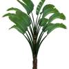 Strelitzia nicolai (XLS)
