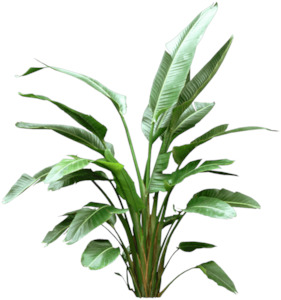 Strelitzia Nicolai 35L