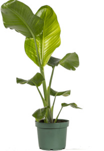 Products: Strelitzia Nicolai 8L