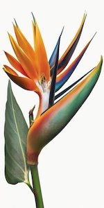 Strelitzia Parvifolia (spoonbill) 15L