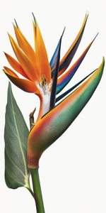 Products: Strelitzia Parvifolia (spoonbill) 15L