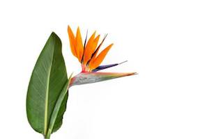 Strelitzia reginae (c. 0.8m)