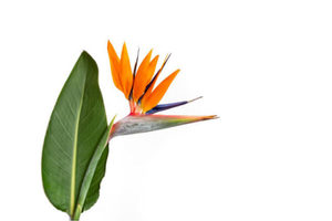 Products: Strelitzia reginae (c. 0.8m)