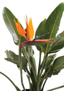 Products: Strelitzia reginae 25L multi