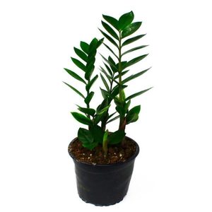 Products: Strelitzia reginae 5.5L