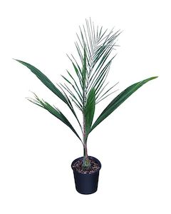 Syagrus romanzoffiana (1.8m+)