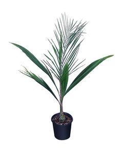 Products: Syagrus romanzoffiana (1.8m+)