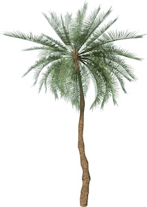 Syagrus romanzoffiana (2m+)