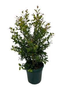 Syzygium ‘resilience” 25L
