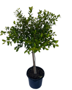 Products: Syzygium ‘resilience” 2L