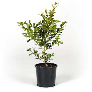 Products: Syzygium ‘resilience” 4-6L