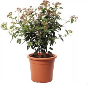 Products: viburnum tinus “eve Price” 8L
