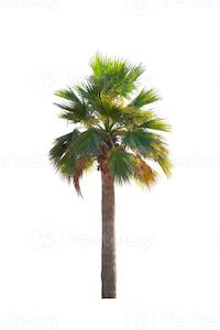 Products: Washingtonia robusta