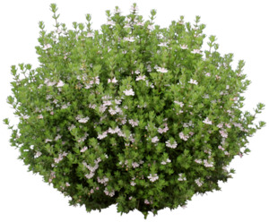 Westringia Aussie box (globes) 8L