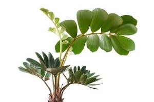 Products: Zamia furfuracea (80cm+)
