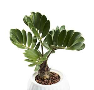 Zamia furfuracea (XLS)