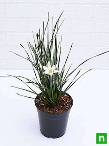 Zephyranthes candida 2L