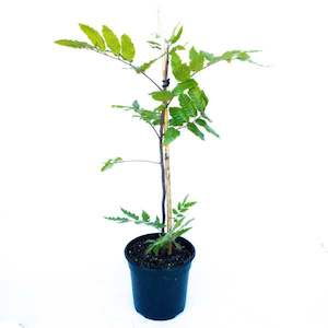 Products: Alectryon Excelsus (Titoki) Pleached 20L