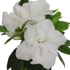 Products: Camellia “Early Pearly” 2L