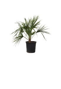 Chamaerops humilis