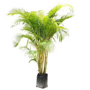 Dypsis lutescens (c.2m)