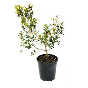 Eugenia ventenati “lilly pilly” 6L