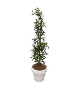 Products: Ficus Tuffi bush 9L