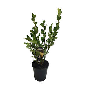 Gardenia radicans 2.5L