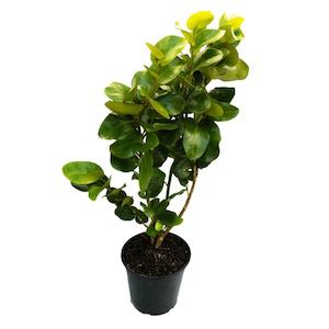 Griselinia “broadway mint” 5L